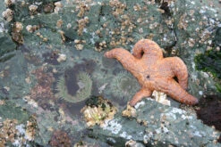 Escape To Clayoquot Sound | Finding Home In A Wild Place 6 Escape To Clayoquot Sound | Finding Home In A Wild Place -Western Canoe Kayak Clayoquot Dowd image05 860x1020 19636.1713646956