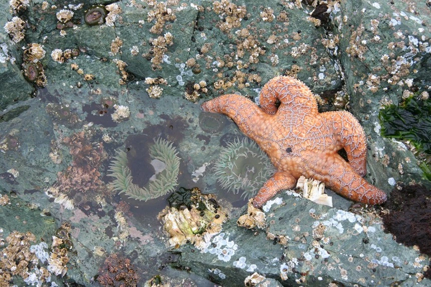 Escape to Clayoquot Sound | Finding Home in a Wild Place Escape To Clayoquot Sound | Finding Home In A Wild Place -Western Canoe Kayak Clayoquot Dowd image05